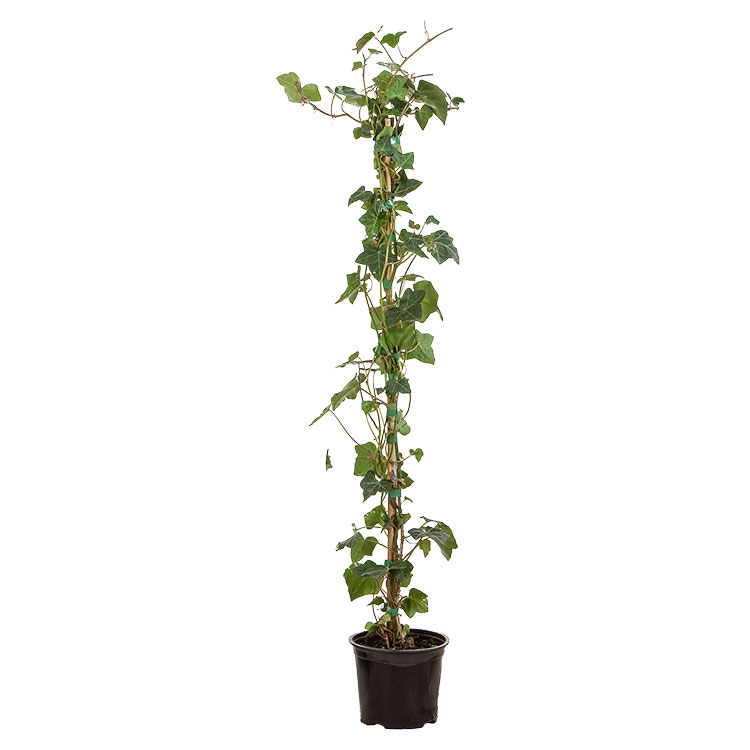 HEDERA HELIX HIBERNICA C7 150-175 IEDERA