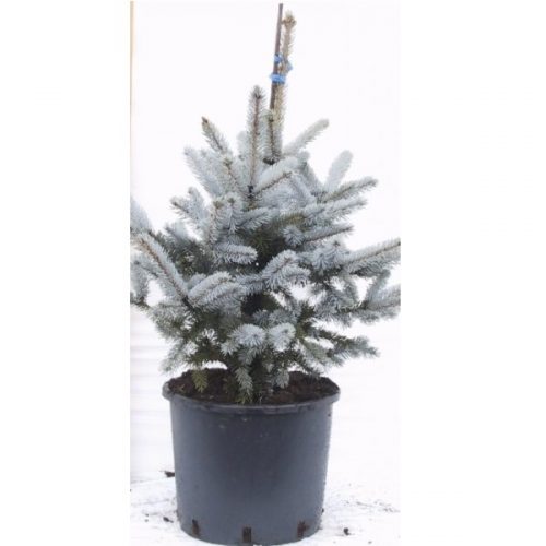 picea Kost. blue diamond  C75 150/175 Molid Argintiu