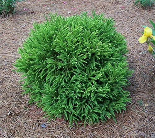 CRYPTOMERIA JAP.GLOB.NANA 40/50 C15