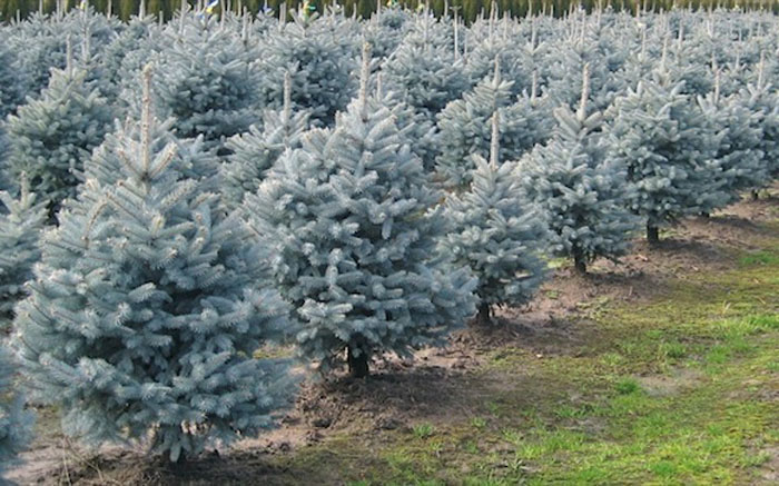 PICEA PUNGENS GLAUCA 250/300 C110L  MOLID ARGINTIU