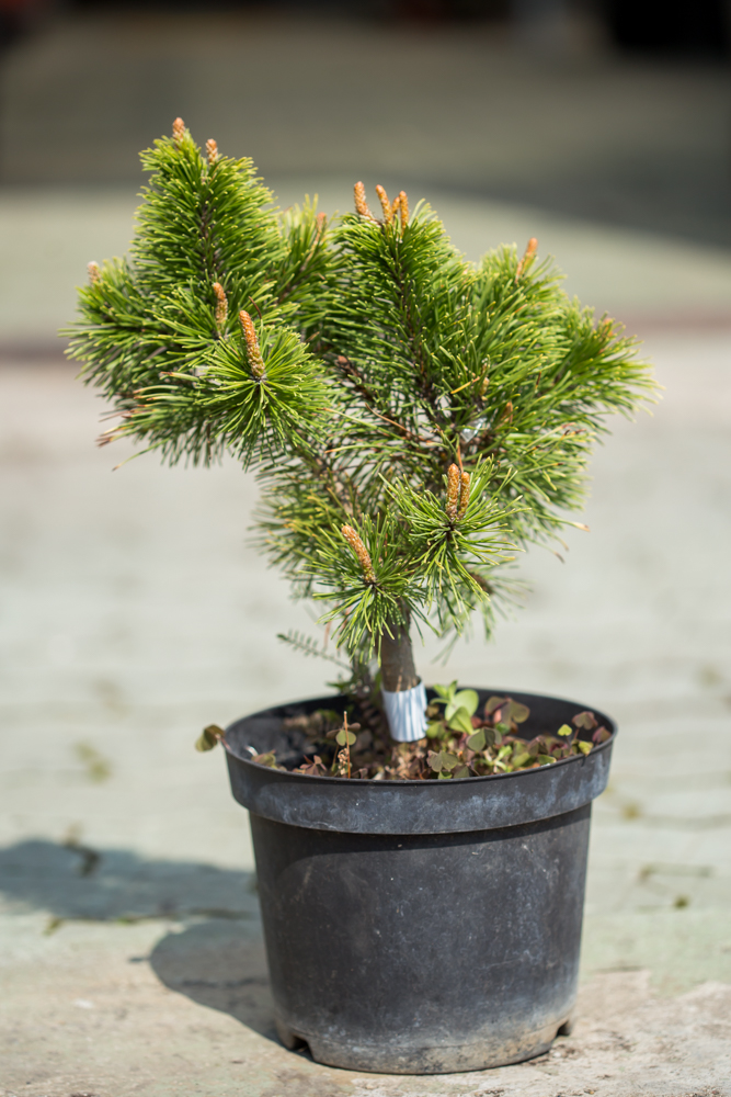 PINUS MUGO WINTER GOLD C3 PIN