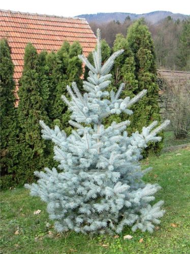 ***PICEA PUNGENS EDITH C160  200/250 MOLID ARGINTIU