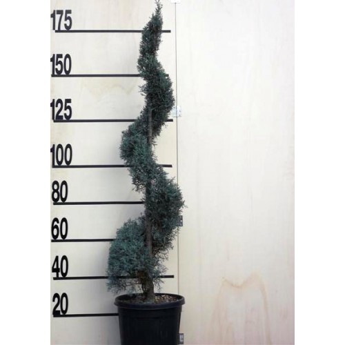 CUPRESSUS ARIZ FASTIG PC25 150-175 SPIRAL
