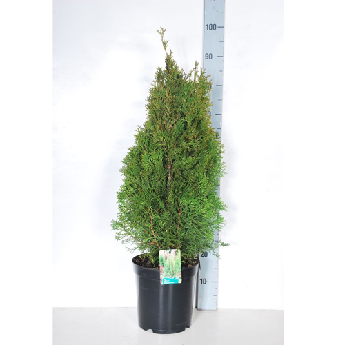 TAXUS BACCATA OVEREYNDERII175/200 BALOT  TISA