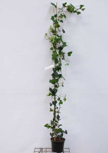 Hedera helix 'Hibernica' C3L H175-200 Iedera