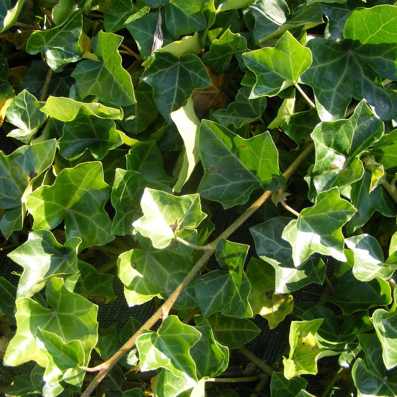 HEDERA HELIX HIBERNICA C30 300/350 IEDERA