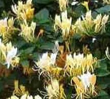 LONICERA HECKROTTII C3 150/200