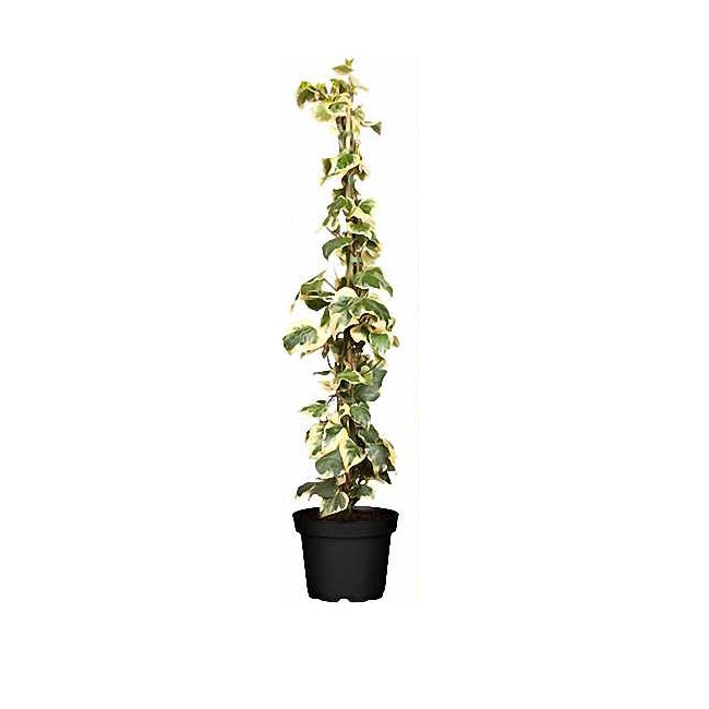HEDERA COLCHICA 'DENTATA VARIEGATA  300  C30