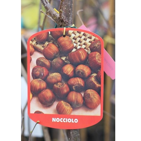 NOCCIOLO VAR. TONDA DI ROMAGNA C10 06/08 ALUN