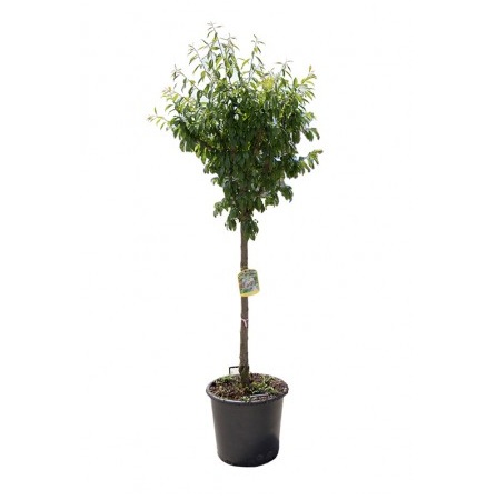 PRUNUS DOMESTICA 14/16 C50 PRUN