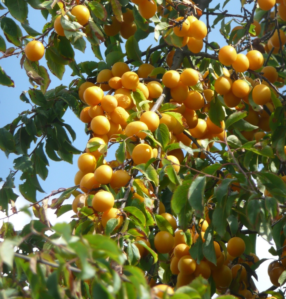 PRUNUS ARMENIACA 10/12 C50 CAIS