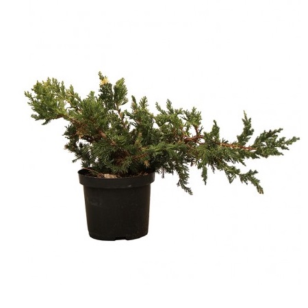JUNIPERUS HORIZONTALIS MIX C5