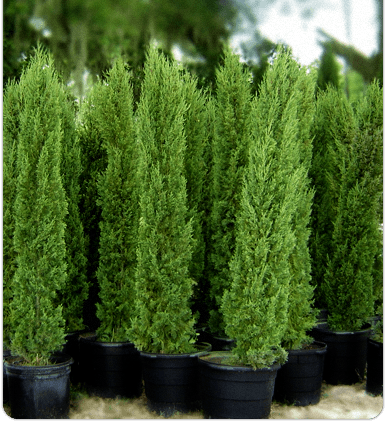 CUPRESSUS LEYLANDII  C25 250/300