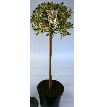 Ilex Aquif. Argentea Marg.40/60 C10