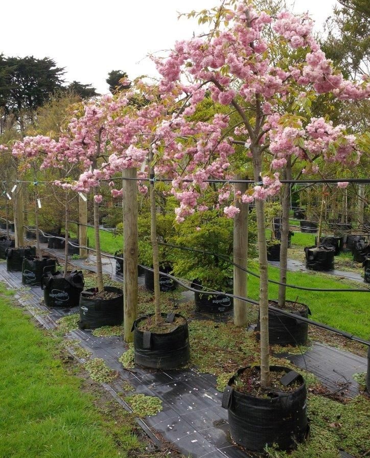 PRUNUS SERRULATA KIKU SAKURA 10/12 C35 L