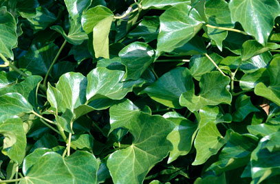HEDERA HIBERNICA P9 H25
