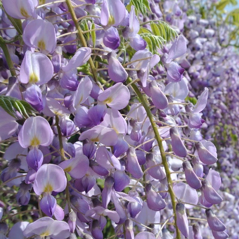 WISTERIA IN VARIETA C3 150/200