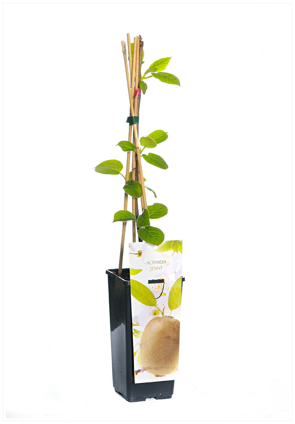 ACTINIDIA DE JENNY KIWI P14 H60  KIWI