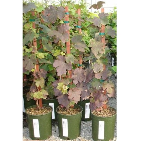 VITIS VINIFERA PC15 VITA DE VIE
