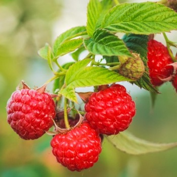 RUBUS OVERIG P19