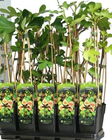 Ficus carica C10L 8/10 Smochin
