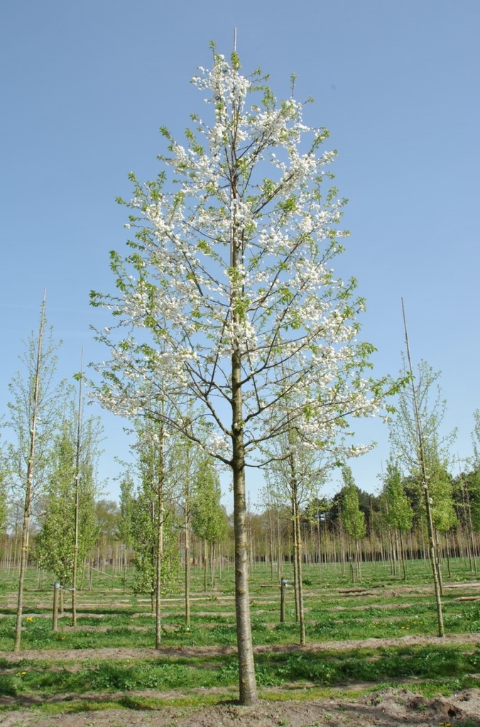 PRUNUS AVIUM C50 16-18  CIRES