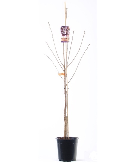 PRUNUS CERASUS C50 12-14 VISIN