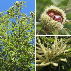CASTANEA SATIVA C15 08/10 CASTAN