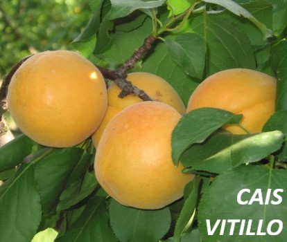 Prunus armeniaca C11L Cais
