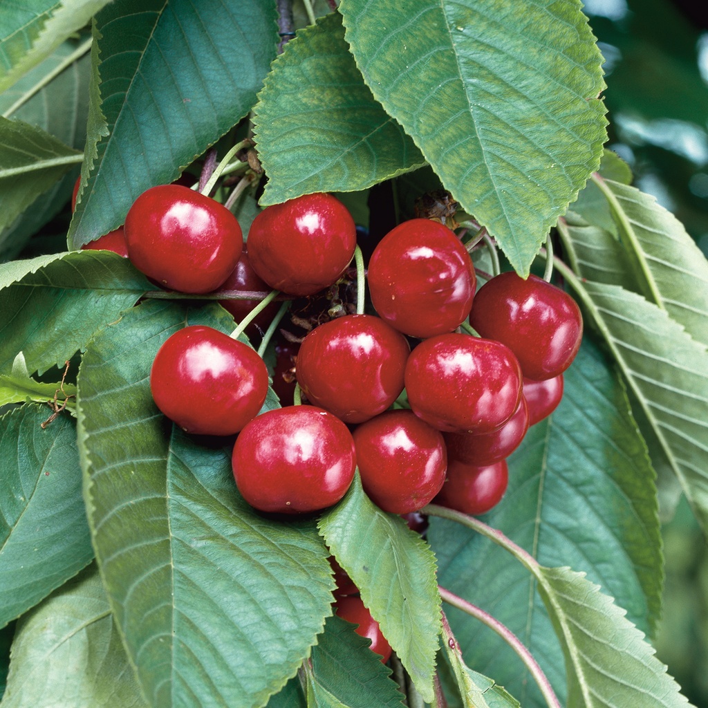 PRUNUS AVIUM 10/12 C50 CIRES