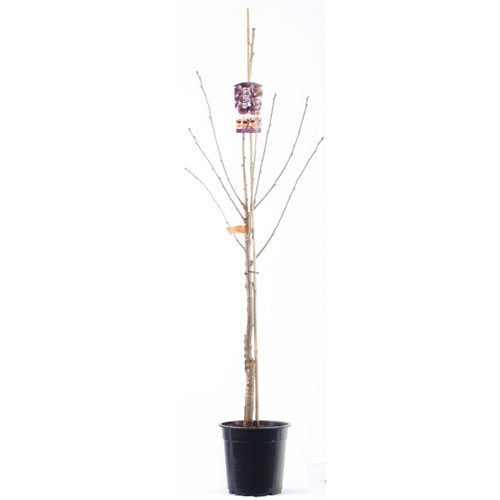PRUNUS AVIUM ACIDI C10 6/8 VISIN