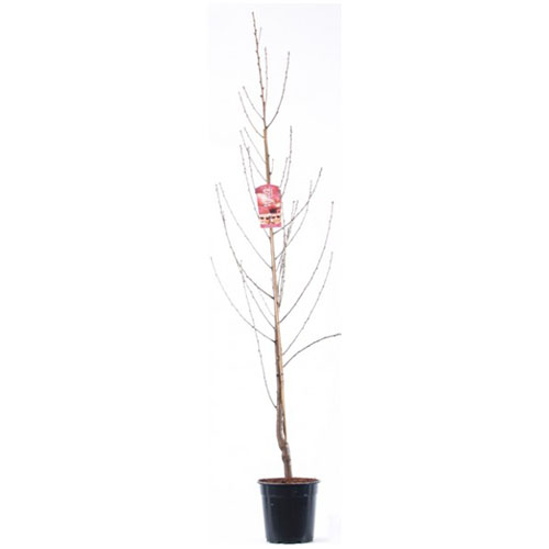 PRUNUS PERSICA C10 6/8 PIERSIC