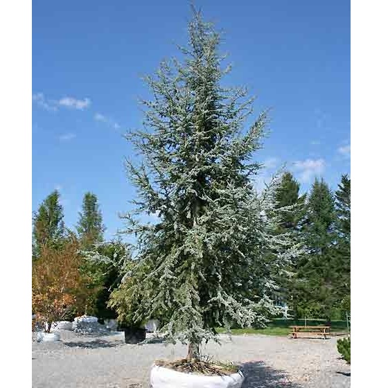 CEDRUS ATLANT.GLAUCA PENDULA C240 350/400 35/+