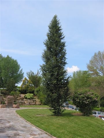 CEDRUS ATLANTICA FASTIGIATA C130 200/250 CEDRU