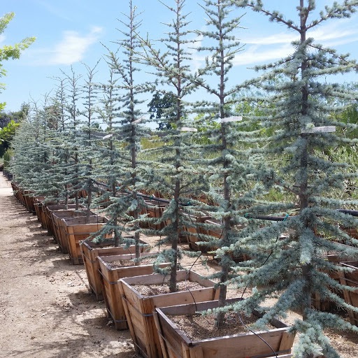 CEDRUS ATLANTICA GLAUCA  250/300 C90L CEDRU