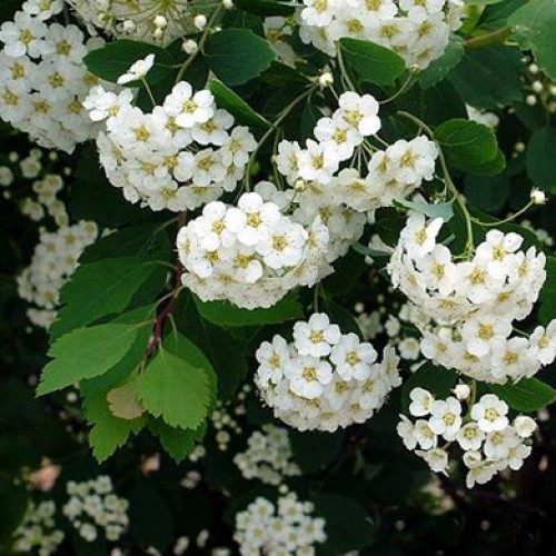 SPIRAEA VANHOUTTEI C3 60/80