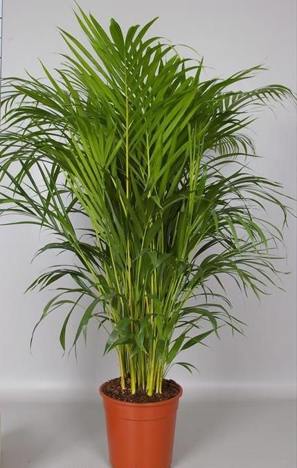 ARECA LUTESCENS P21 H100 PALMIER