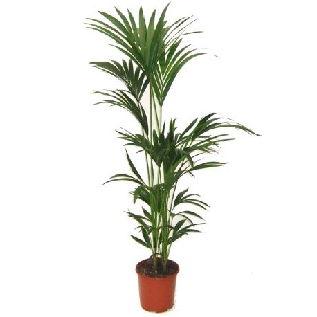 KENTIA (HOWEA) FORSTERIANA  C24 GRUPO H160-180
