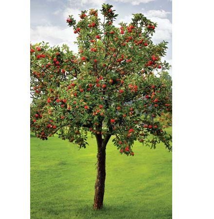 MALUS COMMUNIS 14/16 C50 L MAR