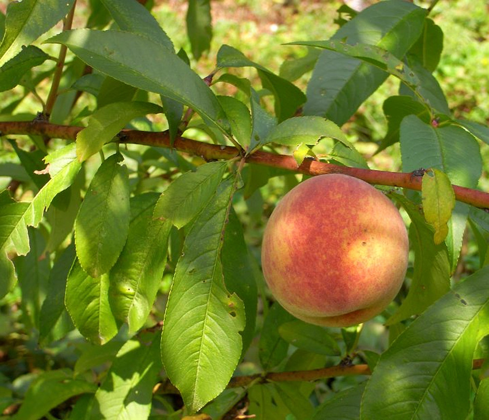 PRUNUS PERSICA C50 16-18 PIERSIC