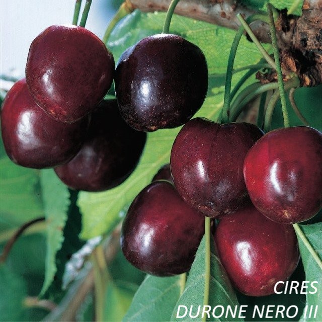 PRUNUS AVIUM C10 06/08 CIRES