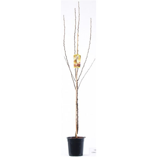 PYRUS COMMUNIS PAR 06/08 C10