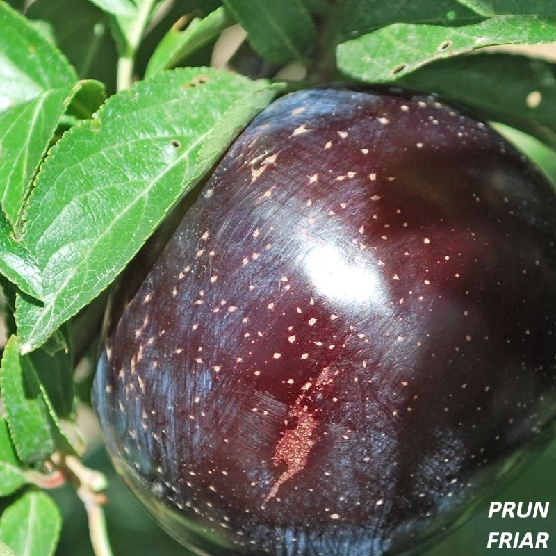 PRUNUS DOMESTICA C10 06-08 PRUN