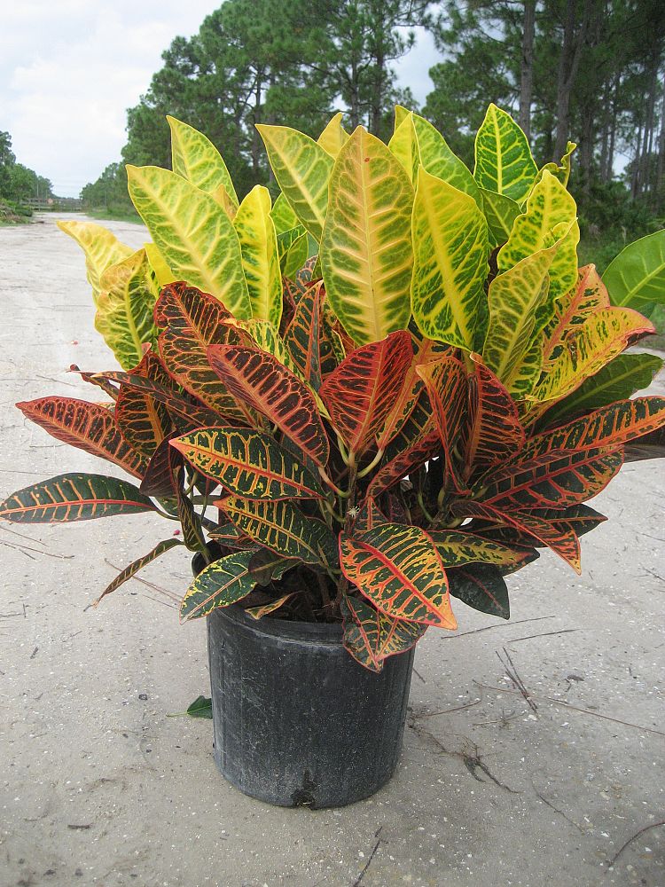 CRASSULA M-25