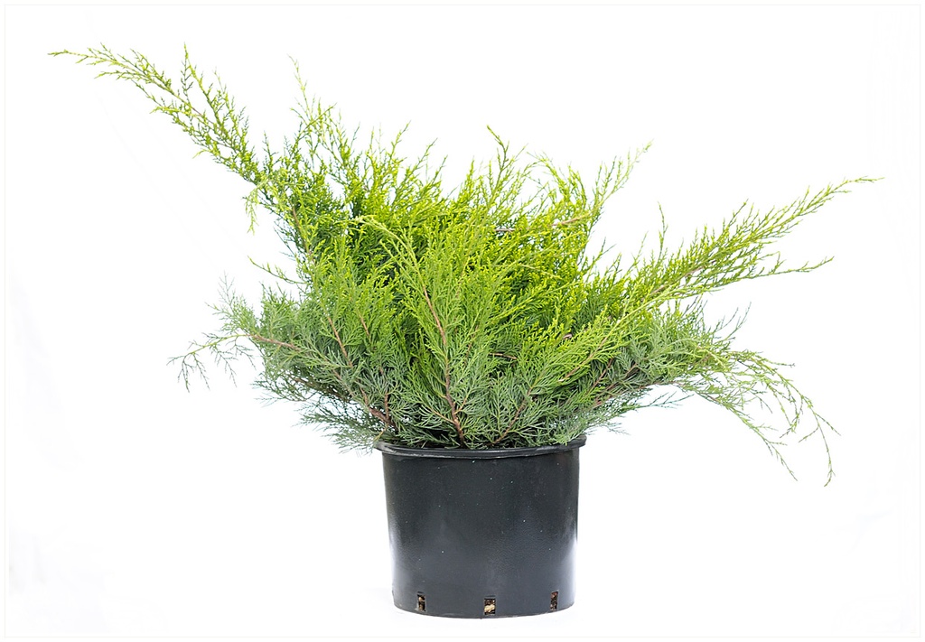 JUNIPERUS IN VARIETA C10 IENUPAR