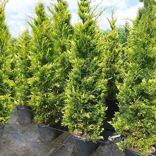 CUPRESSOCYP. LEYLANDII 200/250