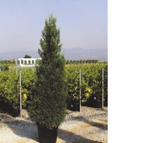 Cupressus leylandii C12L 150-175