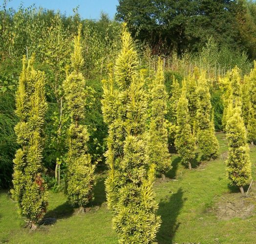 TAXUS BACCATA FASTIGIATA AUREA C30 100/125 TISA