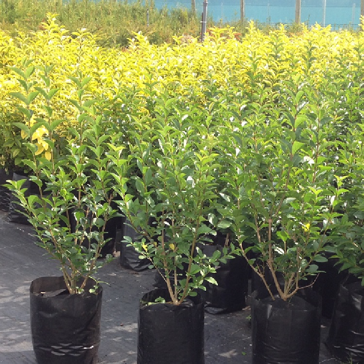 LIGUSTRUM OVALIFOLIUM  40/60 C3L