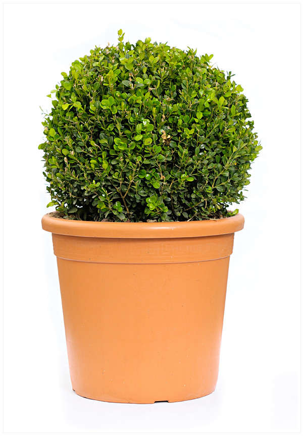 Buxus Sempervirens Sfera P31 H60 Merisor